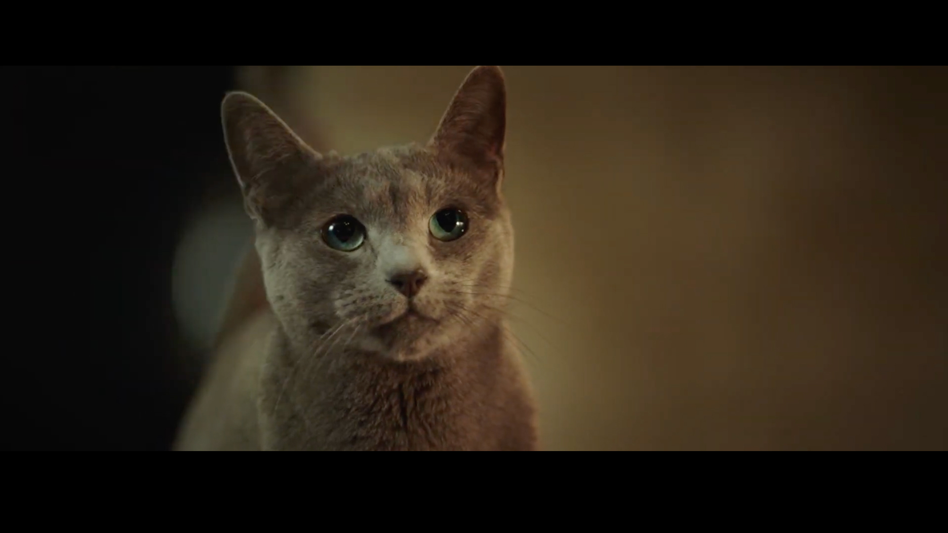 Sheba